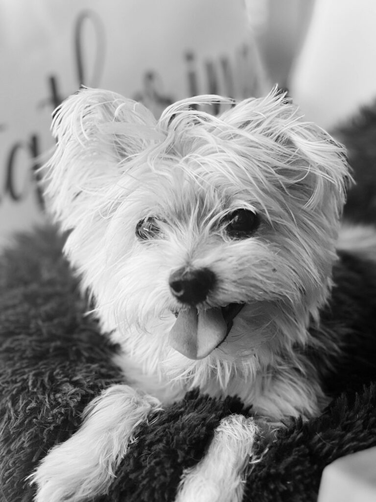 A small, fluffy white dog with its tongue out, resting on a dark, fuzzy blanket. The image is in black and white, perfectly capturing the cozy moment about this adorable pup.